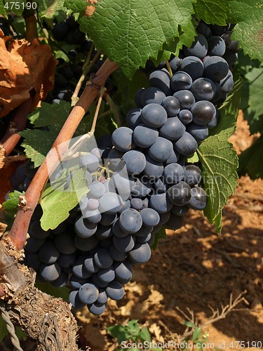 Image of bunchs of grape