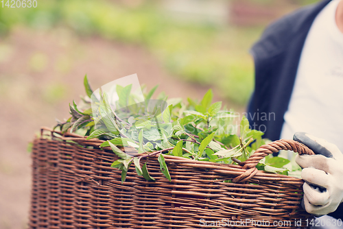 Image of gardening wooden basket with herbs