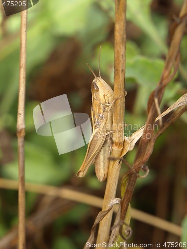 Image of little locust
