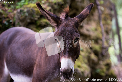 Image of Donkey in the woods