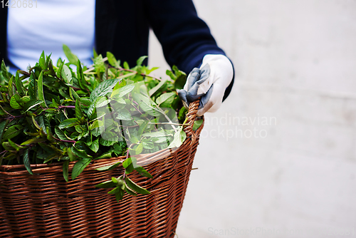 Image of gardening wooden basket with herbs