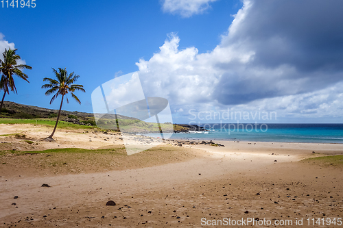 Image of Palm trees on Anakena beach, easter island