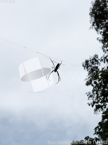 Image of Spider in iguazu falls forest