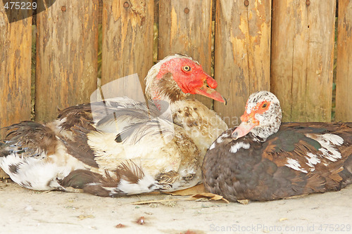 Image of Turkey ducks