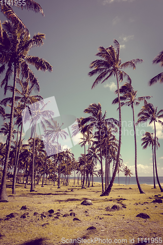 Image of Palm trees on Anakena beach, easter island