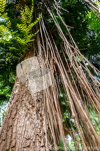 Image of trees and lianas in the jungle