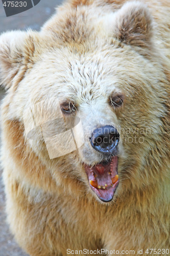 Image of Angry bear