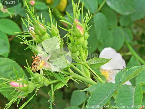 Image of Dog-rose