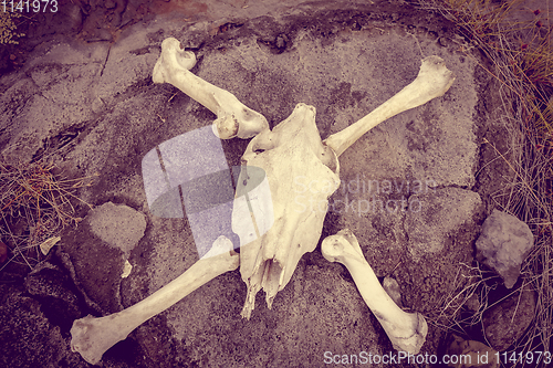 Image of Horse skull and bones