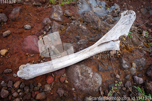 Image of Horse bone