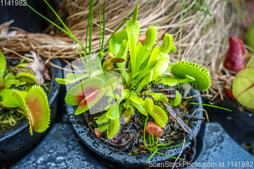 Image of Venus flytrap, carnivorous plant