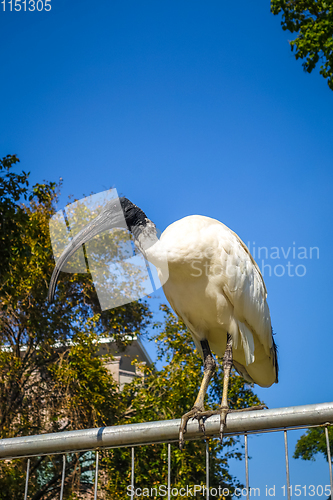 Image of Black and white ibis in Sydney, Australia