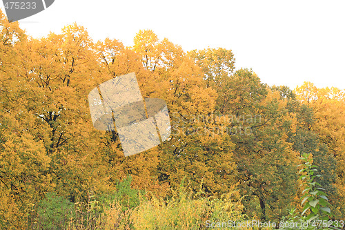 Image of Autumn
