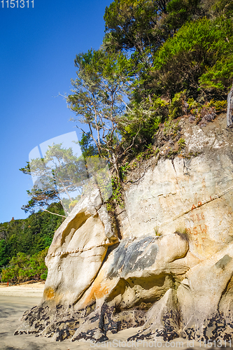 Image of Creek in Abel Tasman National Park, New Zealand