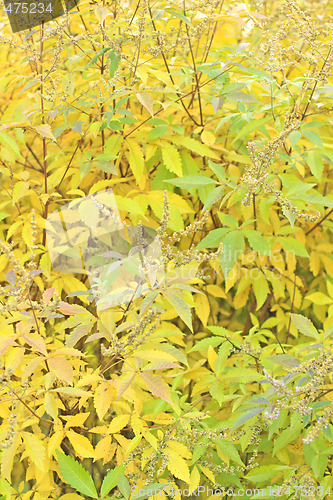 Image of Foliage