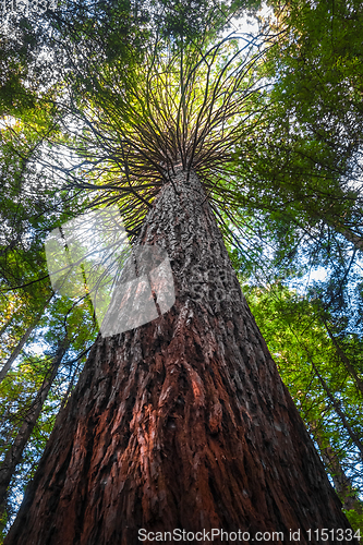 Image of Giant Sequoia redwood forest, Rotorua, New Zealand