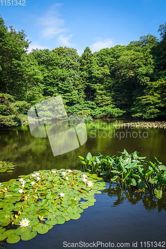 Image of Yoyogi park pond, Tokyo, Japan