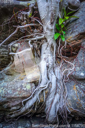 Image of Roots on a rock close-up