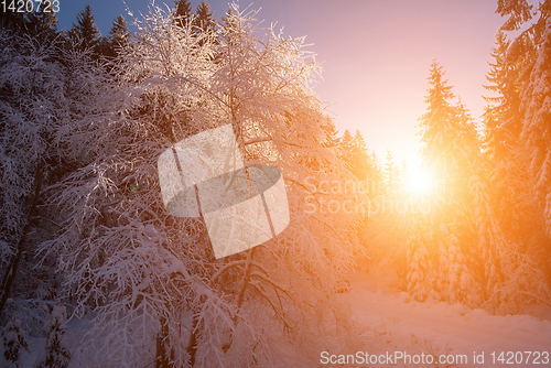 Image of Snowy country road during  sunset or sunrise