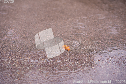 Image of leave on wet asphalt road