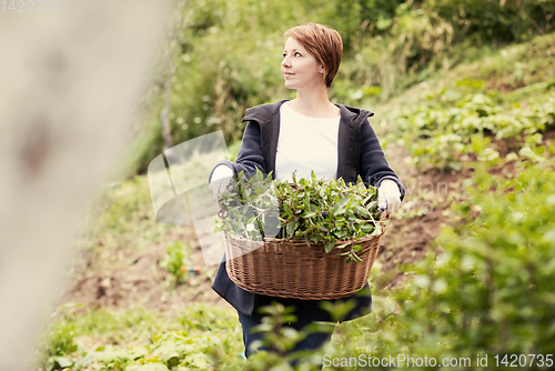 Image of woman gardening