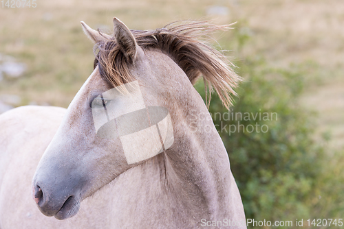 Image of portrait of beautiful wild horse