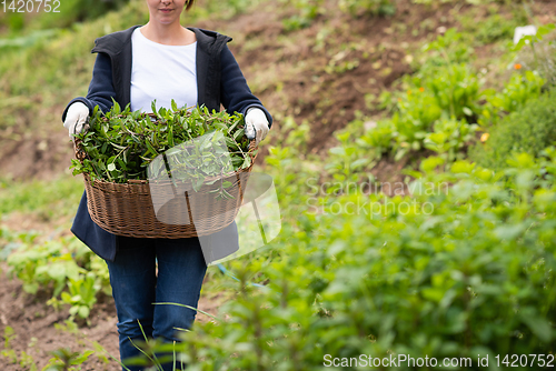 Image of gardening wooden basket with herbs