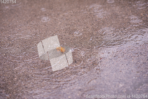 Image of leave on wet asphalt road