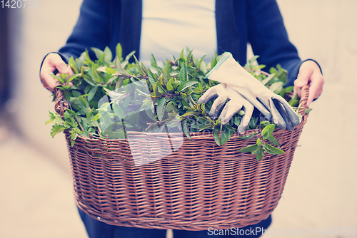 Image of gardening wooden basket with herbs