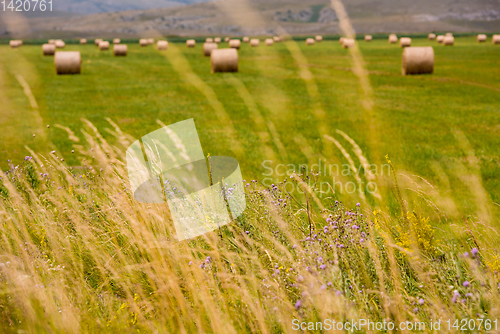 Image of Rolls of hay in a wide field