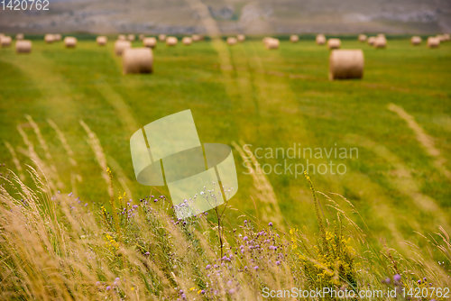 Image of Rolls of hay in a wide field