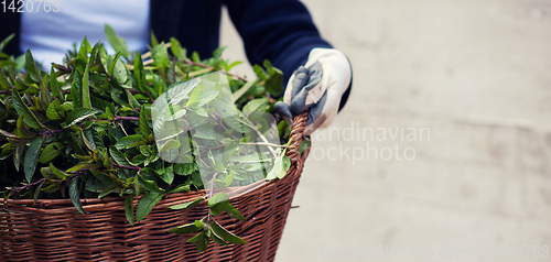 Image of gardening wooden basket with herbs