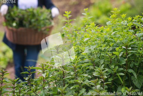 Image of gardening wooden basket with herbs