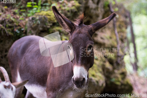 Image of Donkey in the woods