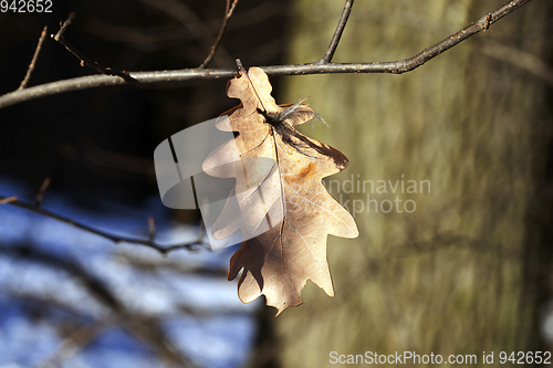 Image of Winter time, close-up
