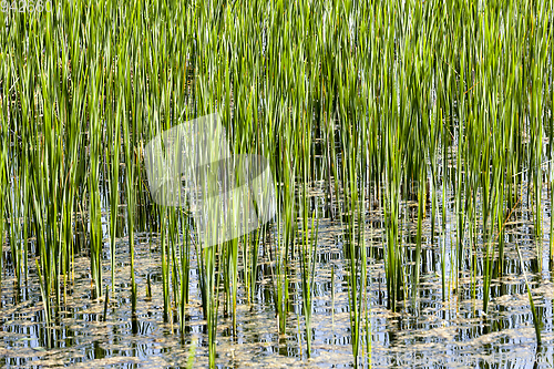 Image of Grass in the water