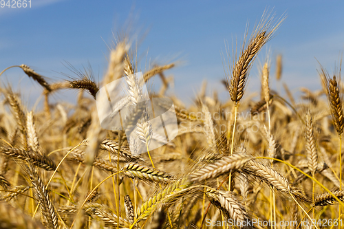 Image of wheat, close up