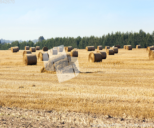 Image of destroyed straw stack