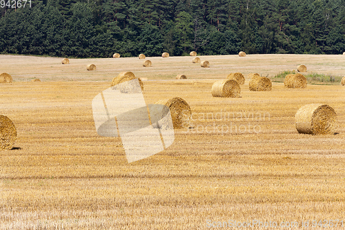 Image of Mowed grain field