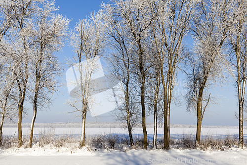 Image of winter trees