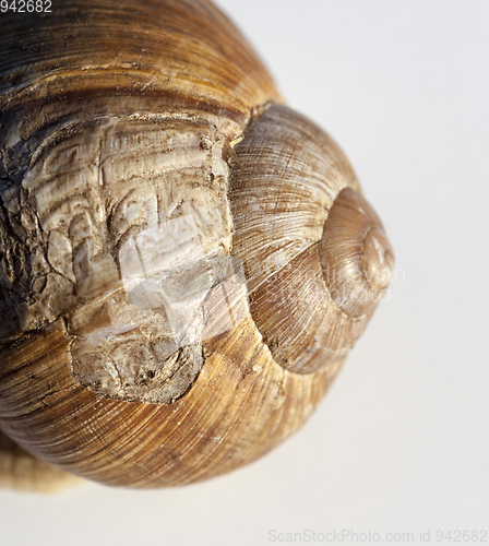 Image of shell of a snail