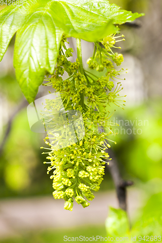 Image of Blooming branch tree