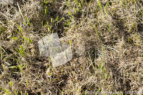 Image of Mown grass, close-up