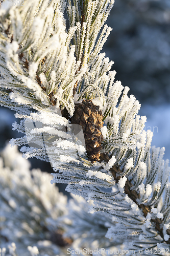 Image of Tree with frost