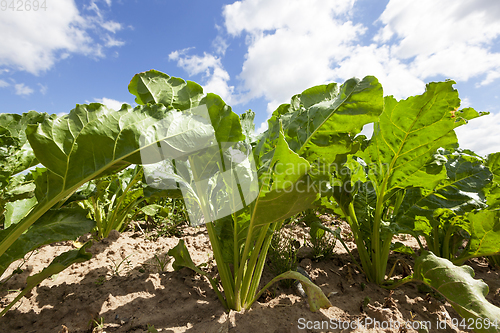 Image of top sugar beet