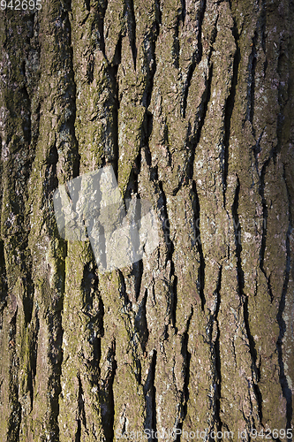 Image of bark on the trunk of pine tree