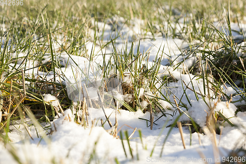 Image of Grass covered with snow - snow-covered green grass in a rural field. Close-up