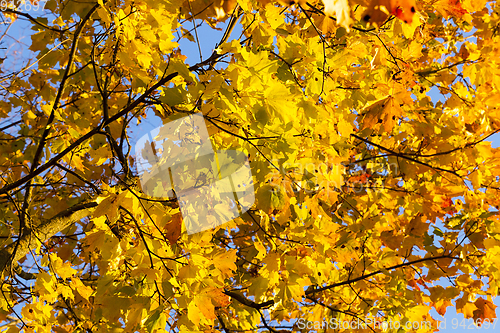 Image of yellowed maple trees in autumn