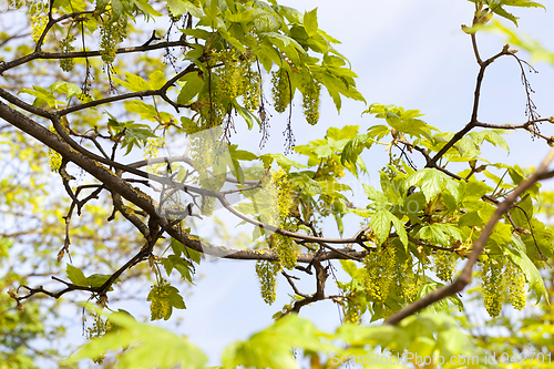 Image of Flower of tree