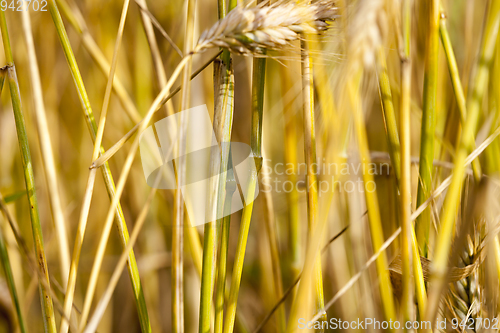 Image of a large number of stalks